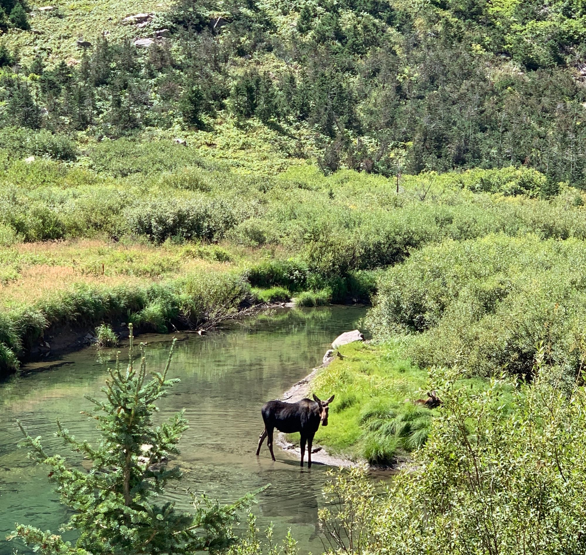 Moose family at Grand Tetons National Park