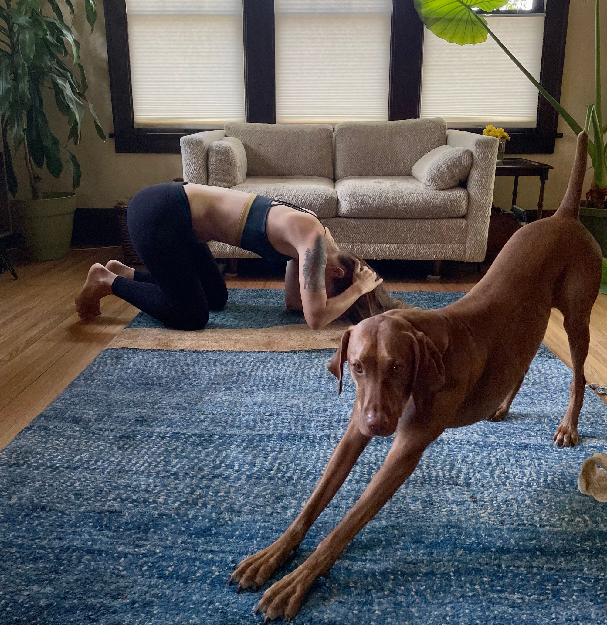 Woman attempting an inversion pose while dog stretches. 