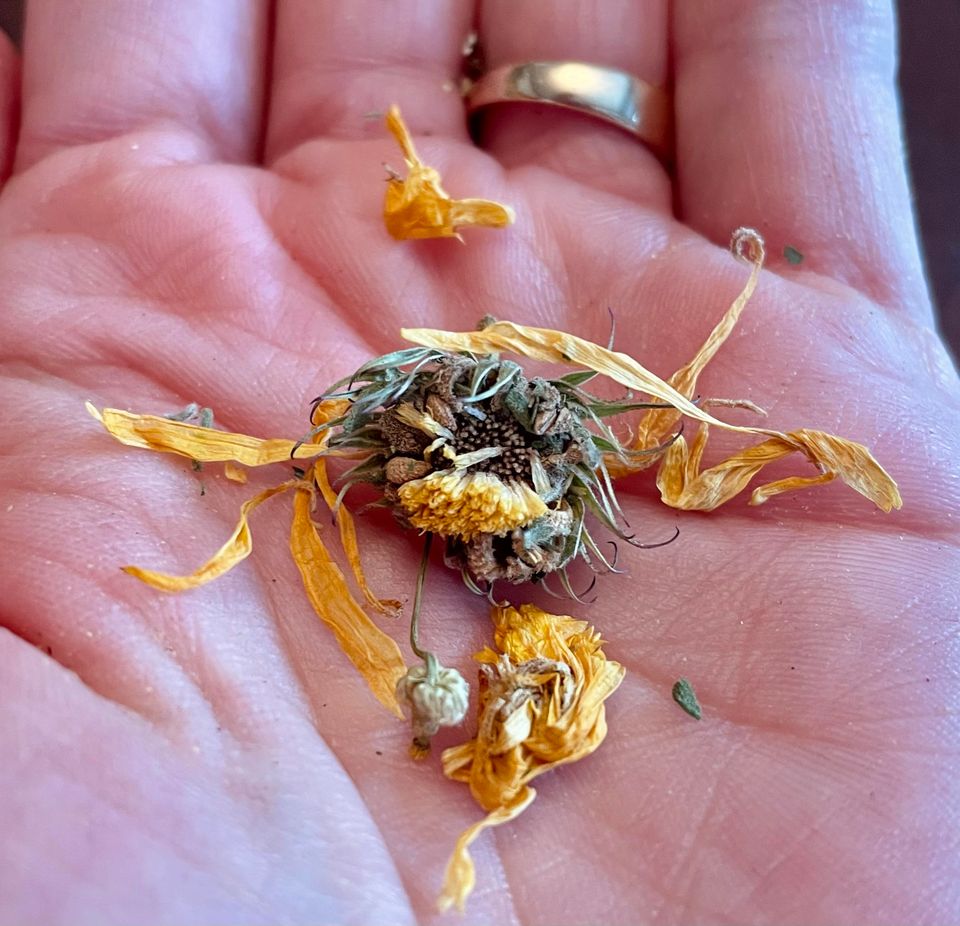Photo of dried callendua flowers